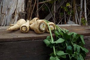 A close up horizontal image of parsnips set on a rustic wooden surface in the garden.