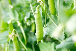 A close up horizontal image of pea pods growing on the plant pictured on a soft focus background.