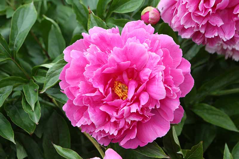 A close up horizontal image of a bright pink peony flower growing in the garden.