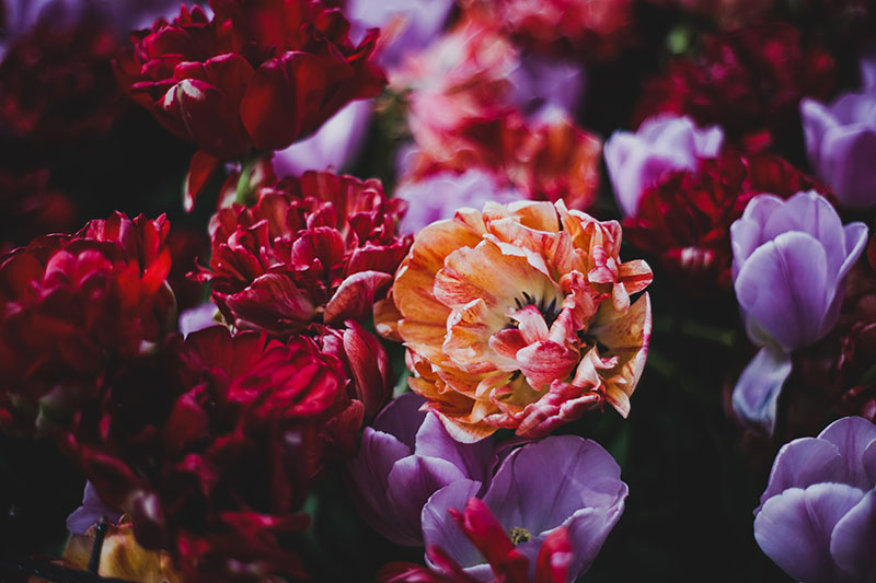 A close up horizontal image of red, purple, and orange double hybrid peony tulips growing in the garden, pictured on a soft focus background.