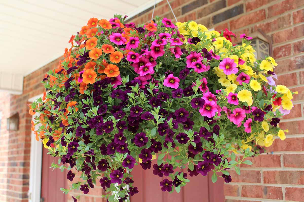 A close up horizontal image of a hanging basket filled with colorful petunias hanging outside a brick house.