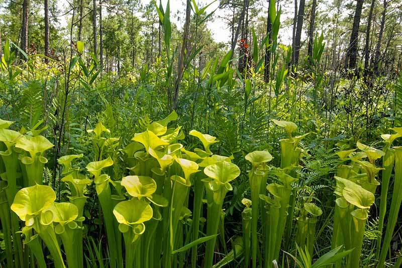 A horizontal image of Sarracenia flava var maxima growing in a wetland enviroment with trees in the background.