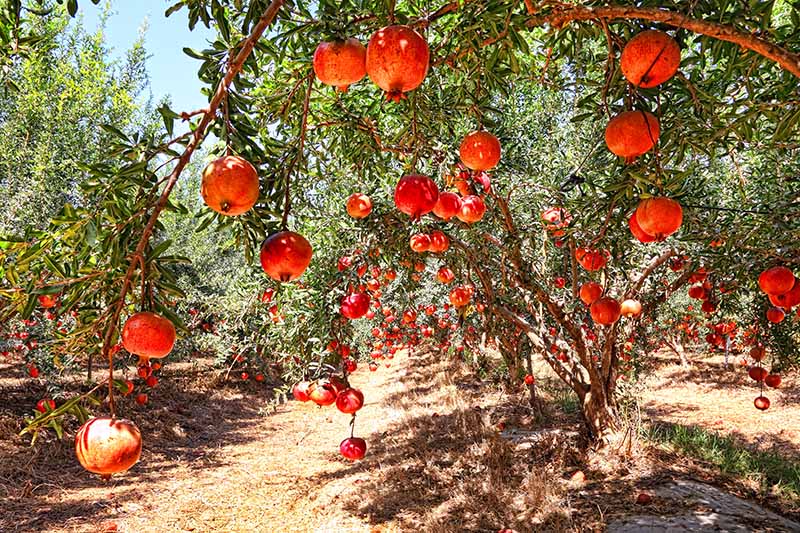 A close up horizontal image of pomegranate trees growing in an orchard pictured in bright sunshine.