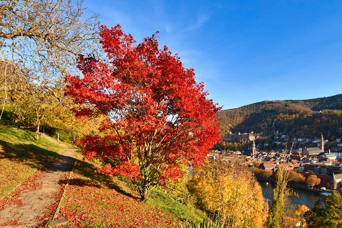 A horizontal image of a red maple (Acer rubrum) tree growing in a park with a town in the distance on a blue sky background.