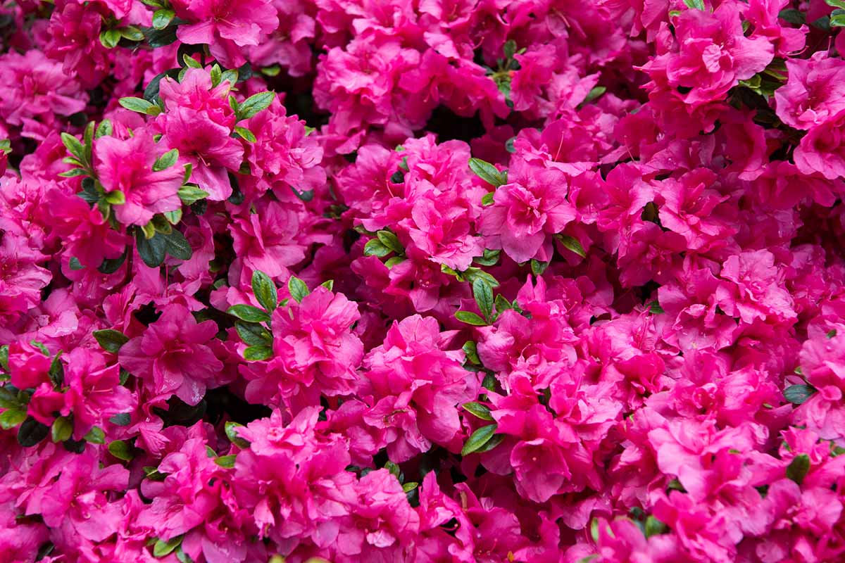 A close up horizontal image of bright pink rhododendrons growing in the garden.