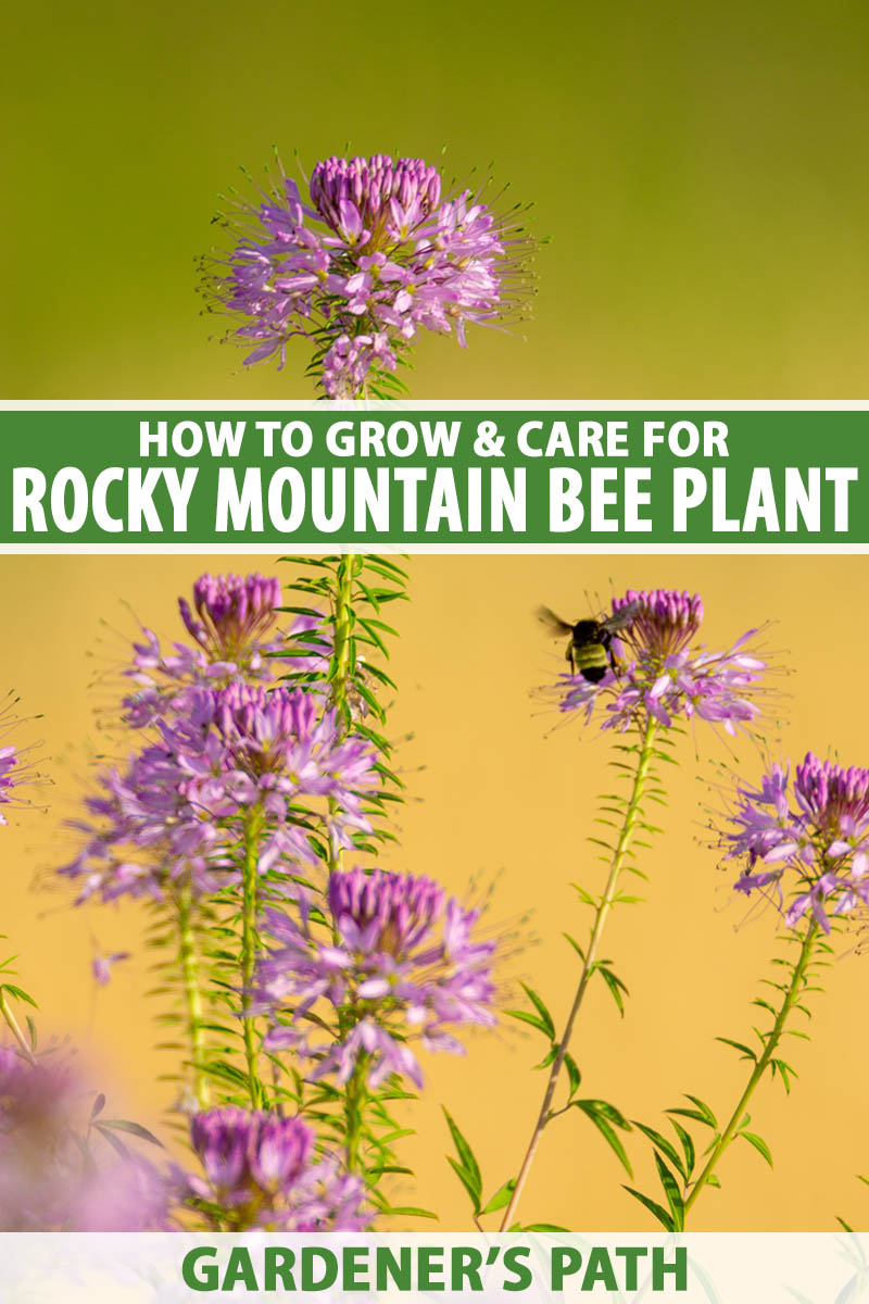 A close up vertical image of rocky mountain bee plants (Cleomella serrulata) growing wild, pictured on a soft focus green and yellow background. To the center and bottom of the frame is green and white printed text.