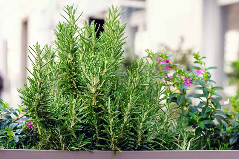 A close up horizontal image of a rectangular planter growing a variety of herbs on a balcony.