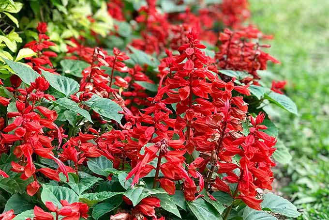 Red salvia flowers with green teardrop-shaped leaves.