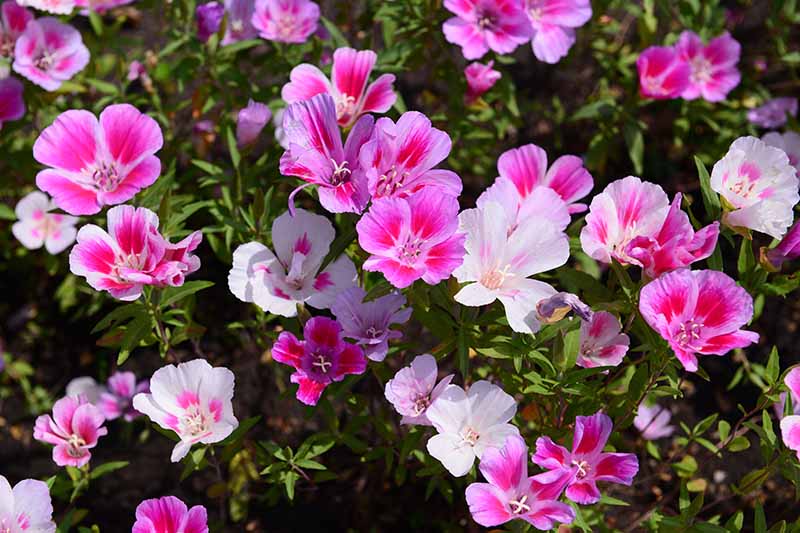 A close up horizontal image of pink, red, and white satin flowers (Clarkia amoena) growing in the early summer garden.