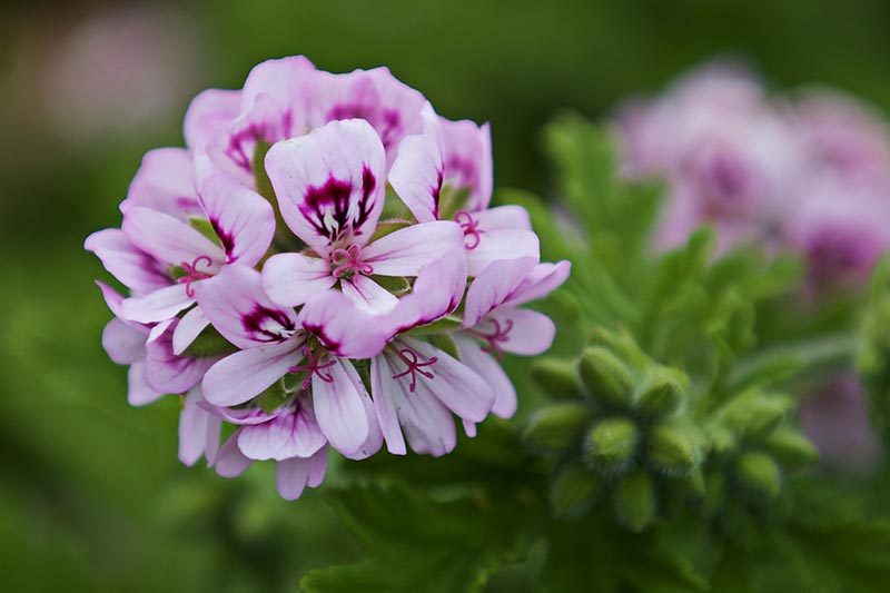 A close up horizontal image of a scented geranium flower pictured on a soft focus background.