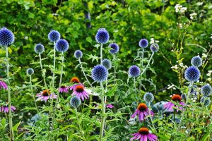 A horizontal image of small globe thistle and coneflowers growing in the garden with shrubs in soft focus in the background.