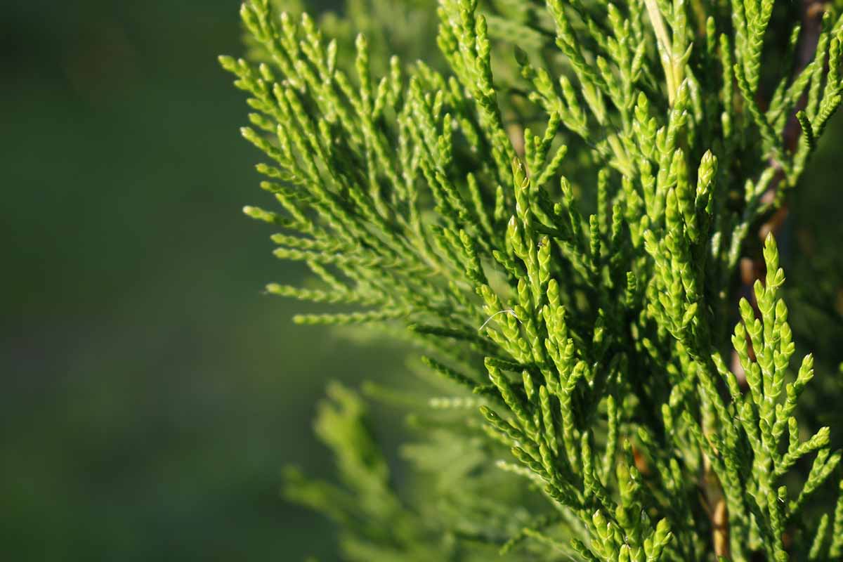 A close up horizontal image of the foliage of a 'Spartan' Chinese juniper growing in the garden pictured in light sunshine on a soft focus background.