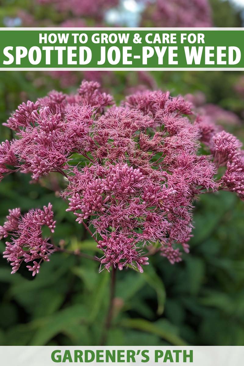 A close up vertical image of a cluster of spotted joe-pye weed (Eutrochium maculatum) growing in the garden pictured on a soft focus background. To the top and bottom of the frame is green and white printed text.