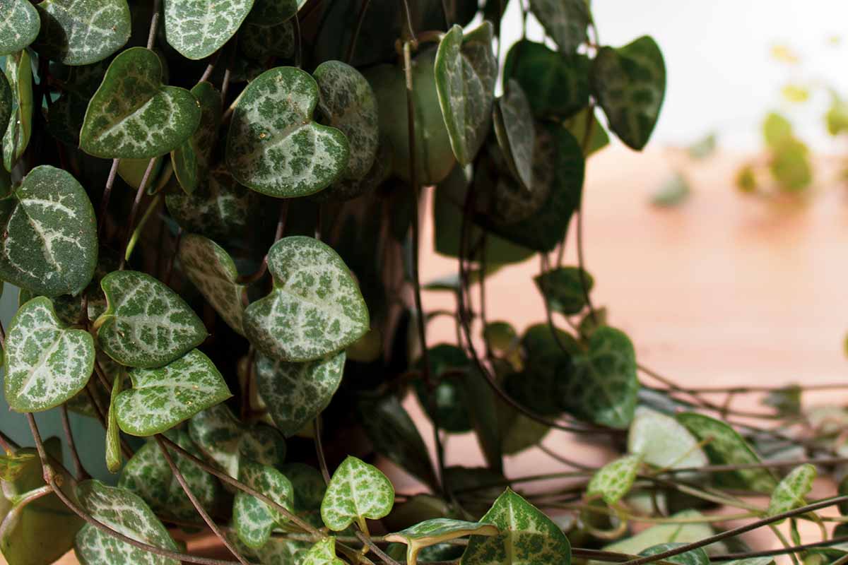 A close up horizontal image of a string of hearts plant spilling over the side of a pot.