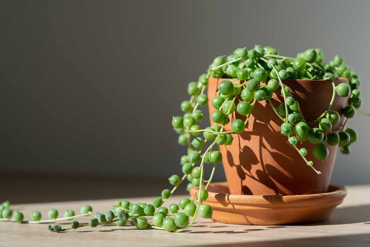 A close up horizontal image of a string of pearls plant (Senecio rowleyanus) growing in a terra cotta pot set on a wooden surface pictured in light filtered sunshine.