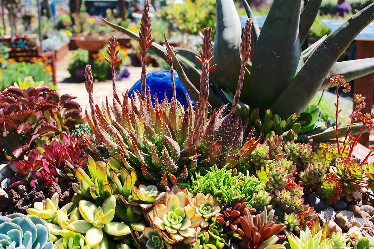 A close up horizontal image of a mixed succulent planting in a garden bed.