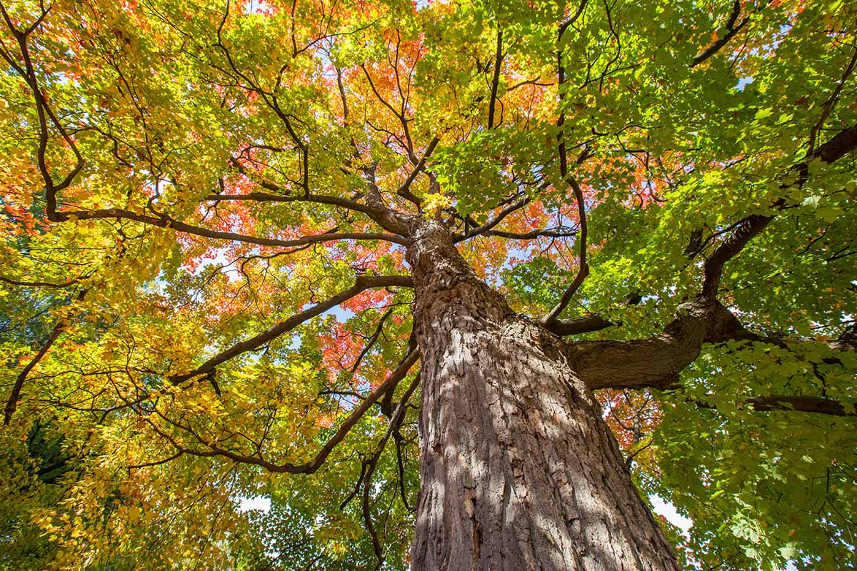 A horizontal image of the canopy of a sugar maple (Acer saccharum) as seen from below.