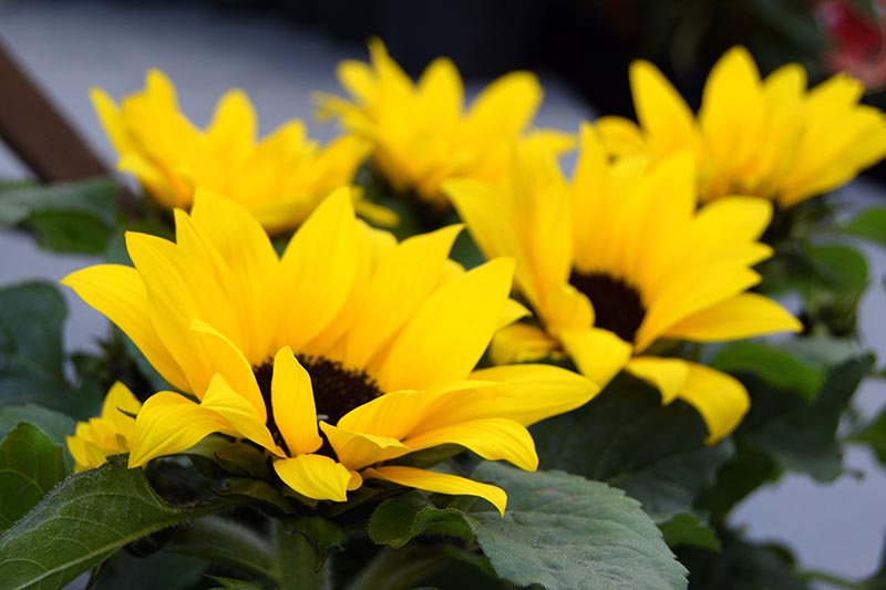A close up horizontal image of bright yellow sunflowers growing in pots pictured on a soft focus background.