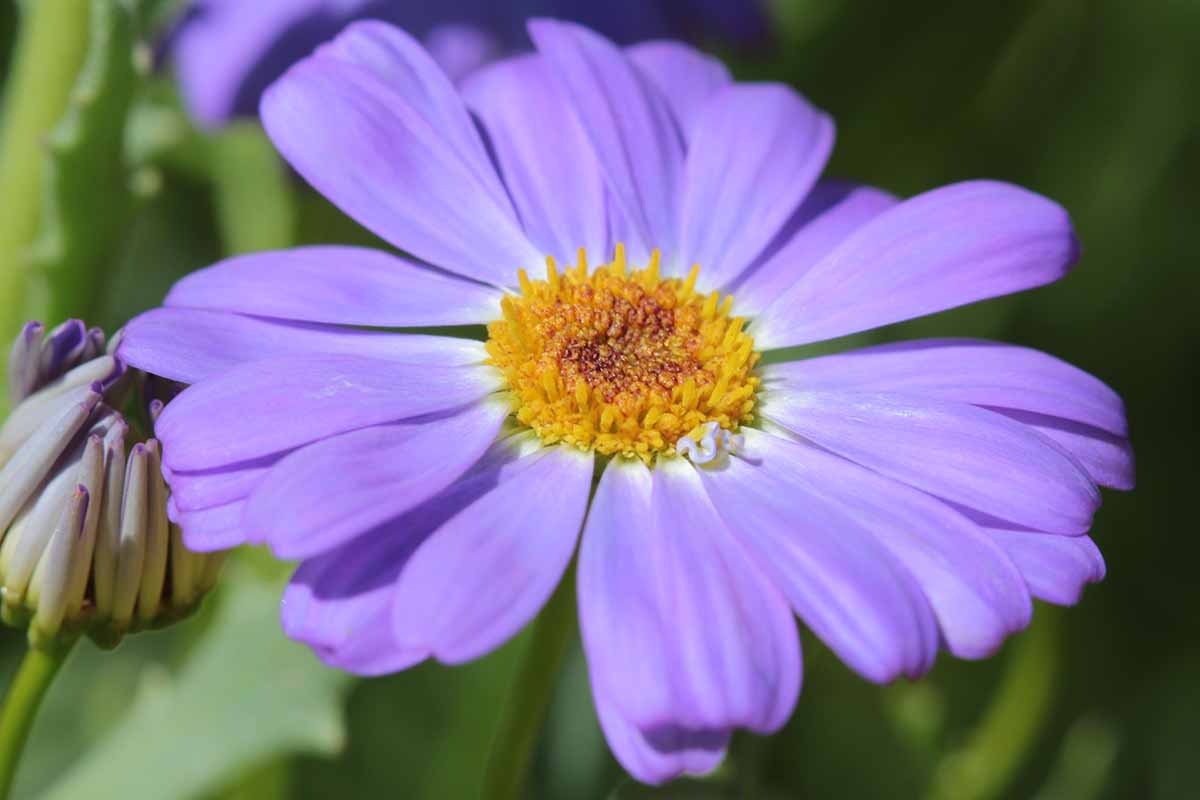 A close up horizontal image of a light purple Swan River daisy (Brachyscome iberidifolia) pictured on a soft focus background.