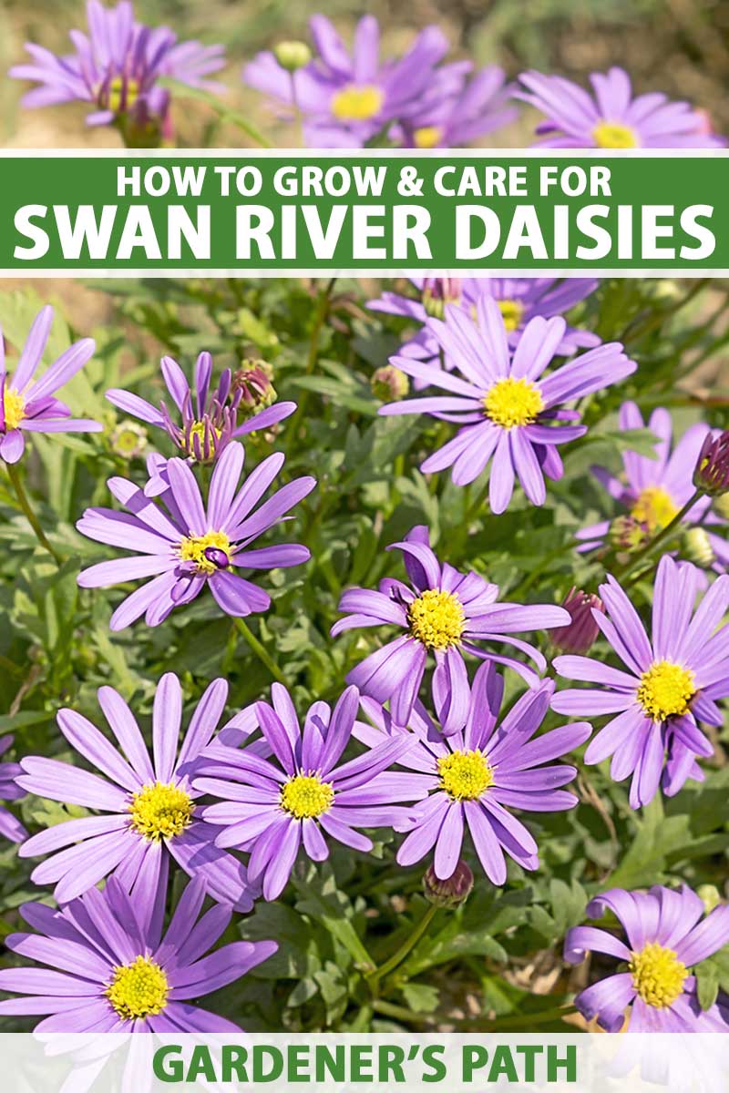 A close up vertical image of light purple Swan River daisies (Brachyscome iberidifolia) growing in a sunny garden. To the top and bottom of the frame is green and white printed text.