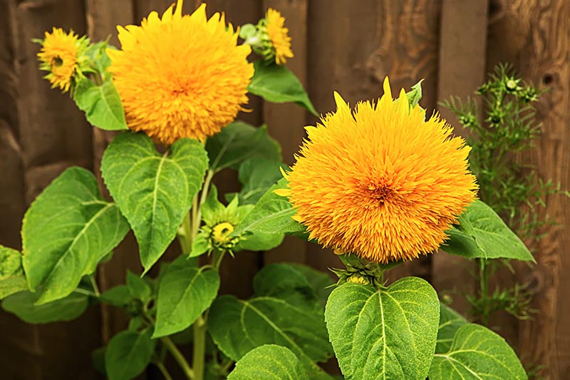 A close up horizontal picture of two bright yellow blooms of Helianthus annuus 'Teddy Bear' growing in the garden with a wooden fence in soft focus in the background, pictured in bright sunshine.