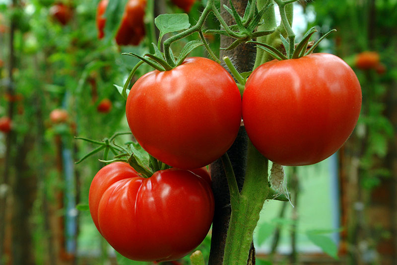 A close up of three ripe tomatoes growing in the garden pictured on a soft focus background.