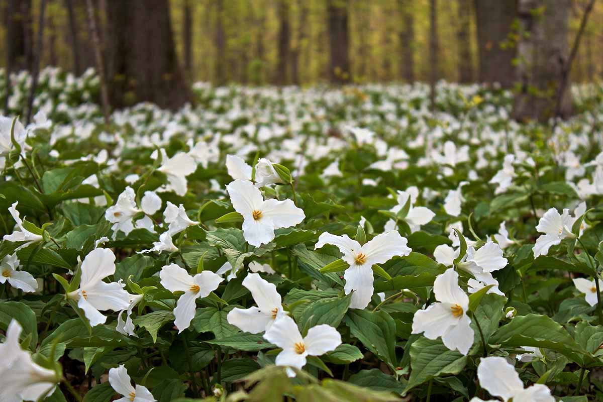 A horizontal image of a carpet of trillium flowers growing in a woodland.