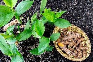 A close up horizontal image of turmeric growing in rich soil with a wicker basket of rhizomes to the right of the frame.