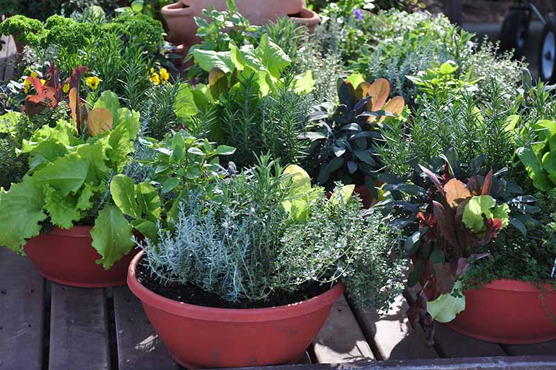 A close up horizontal image of herbs and vegetables growing in pots on a wooden deck pictured in light sunshine.
