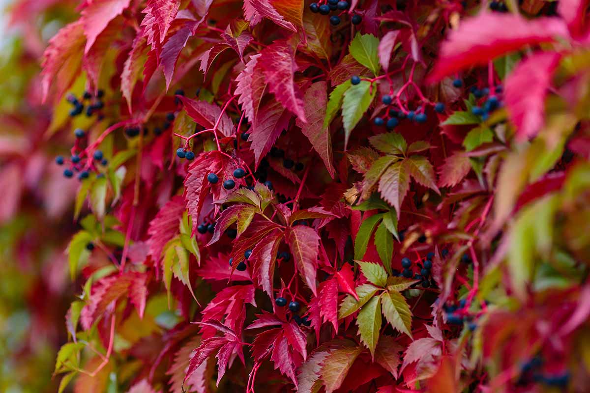 A close up horizontal image of the bright red foliage and small black berries of Virginia creeper (Parthenocissus quinquefolia) growing in the garden.