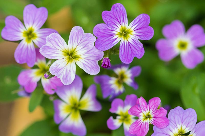 A close up horizontal image of the small pink and purple flowers of Malcolmia maritima growing in the garden pictured on a soft focus background.