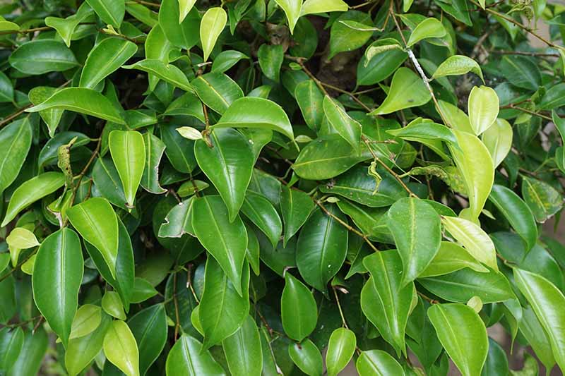 A close up horizontal image of the foliage of a weeping fig tree (Ficus benjamina) growing outdoors.