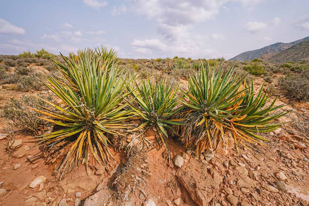 A horizontal image of yucca plants growing on the side of a rocky hill.