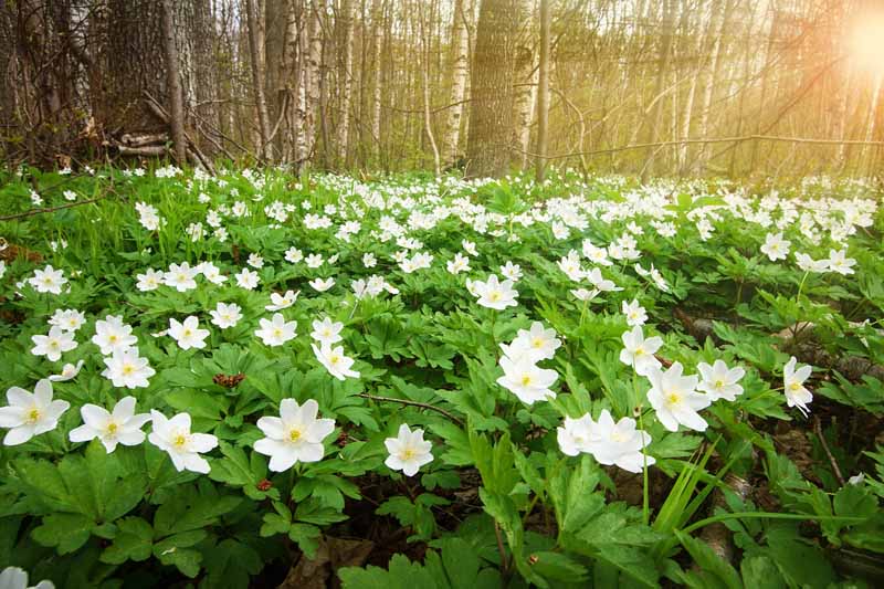 A close up horizontal image of a swath of wood anemones growing at the edge of a forest.