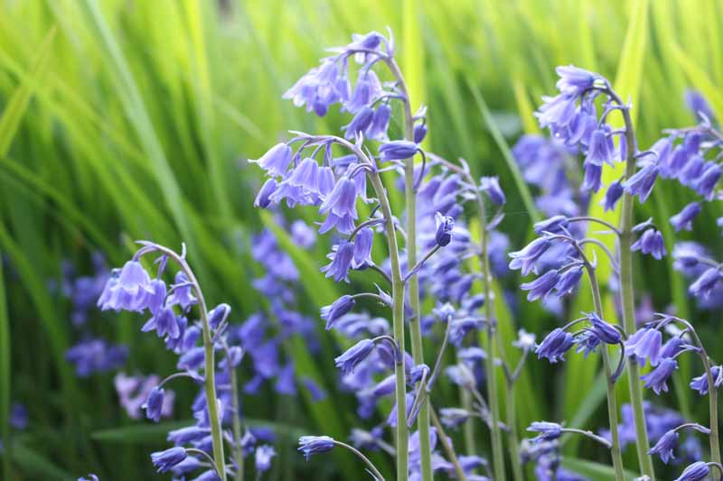 A close up horizontal image of Hyacinthoides hispanica aka Spanish bluebells growing in the garden pictured on a green soft focus background.