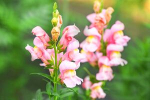 A close up horizontal image of pink Antirrhinum majus flowers pictured on a green soft focus background.