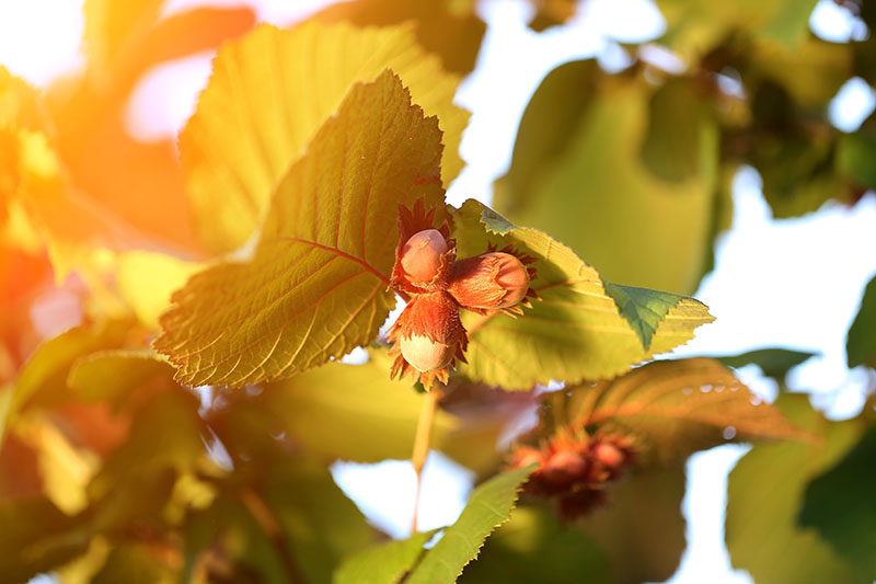A close up horizontal image of filberts ripening on a tree pictured in light evening sunshine, surrounded by foliage in soft focus in the background.