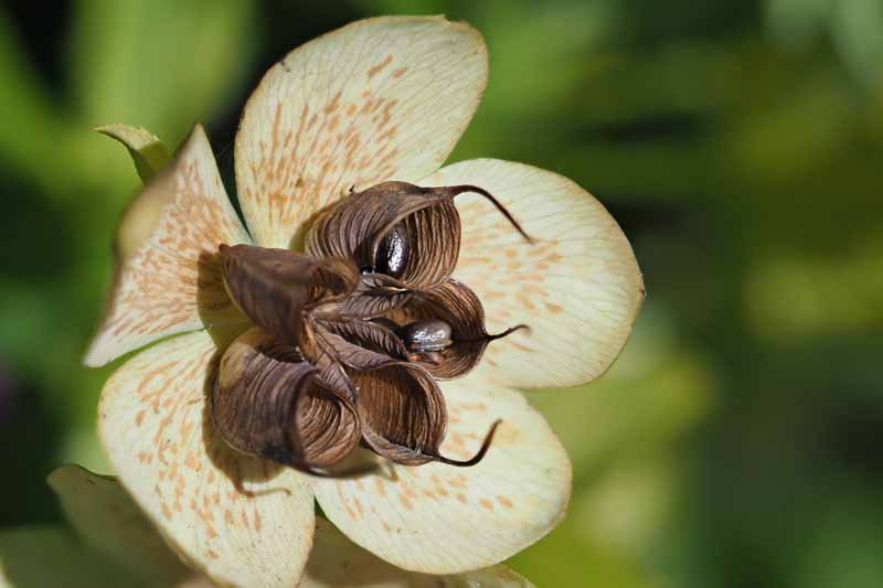 A close up of a light green hellebore flower with dark brown central seed pods, already opened with the dark seeds visible on the inside.