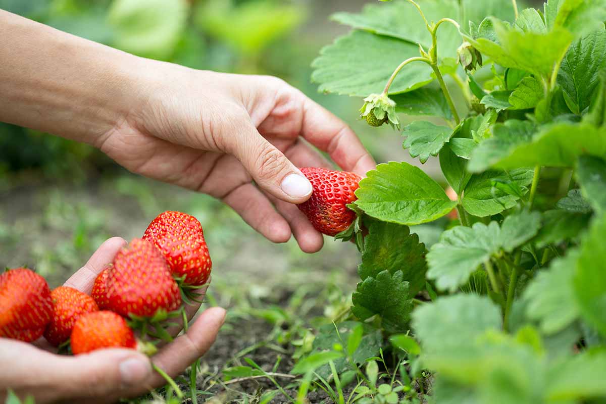 A close up horizontal image of a hand from the left of the frame picking ripe strawberries from the garden.
