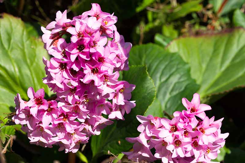 A close up horizontal image of the bright pink flowers of a bergenia plant growing in the garden pictured in bright sunshine.