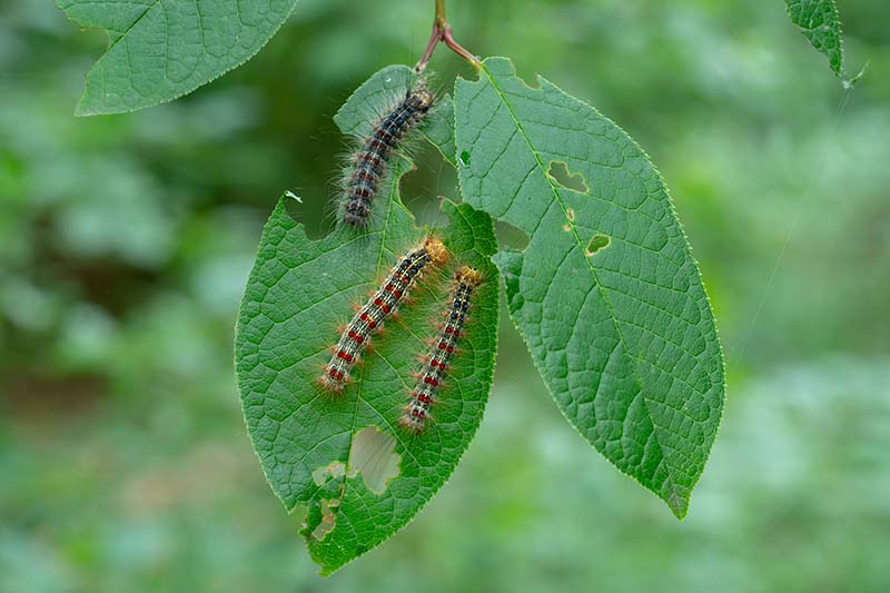 A close up horizontal image of gypsy moth caterpillars on a leaf pictured on a soft focus background.