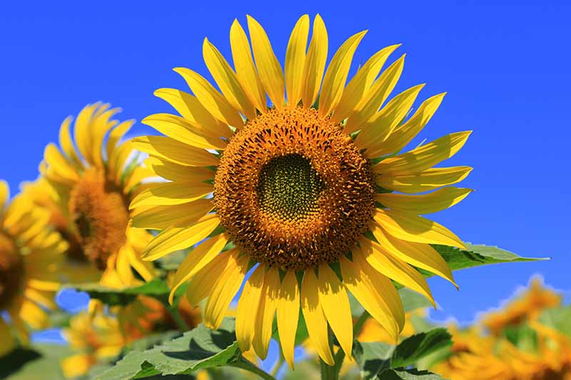 A close up horizontal image of a bright yellow sunflower growing in the garden pictured on a blue sky background.