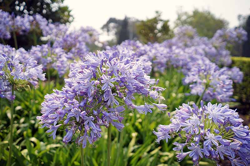 A close up horizontal image of bright blue agapanthus flowers growing in the garden pictured on a soft focus background.