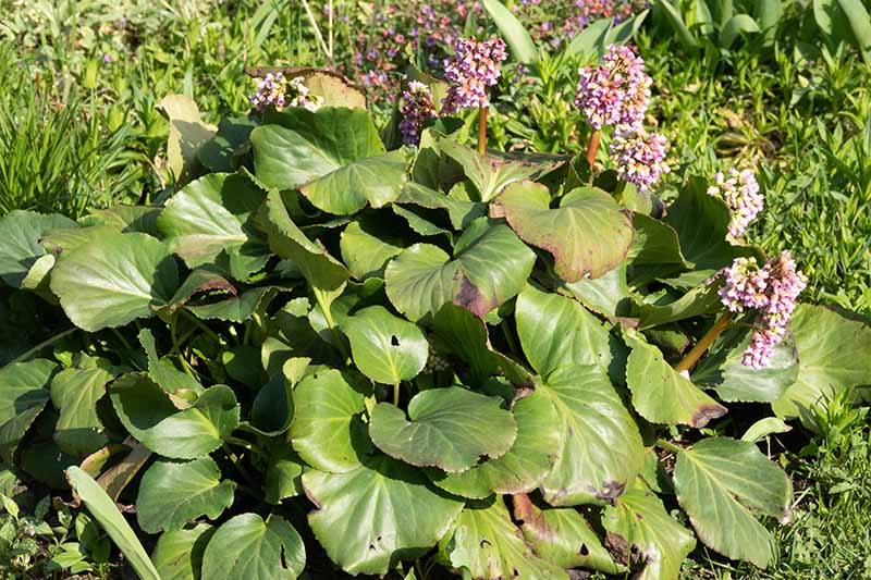A close up horizontal image of a bergenia plant growing in the garden with some spots on the foliage.