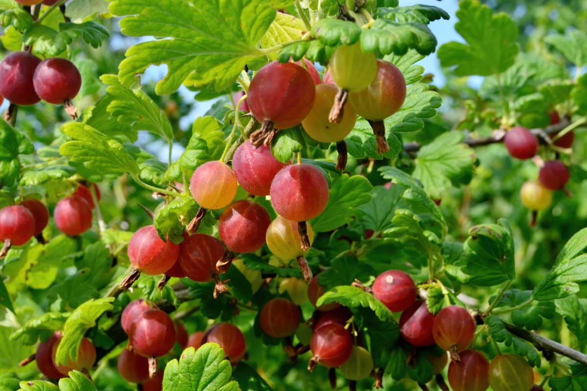 A close up horizontal image of bright red gooseberries growing in the garden.