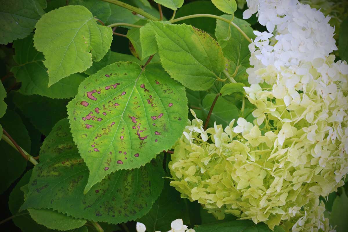 Close up of splotchy leaves of a hydrangea bush with a fungal disease.