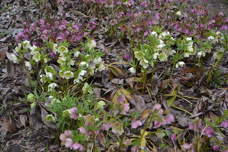 A horizontal image of a large swath of hellebore flowers blooming in the late winter garden.