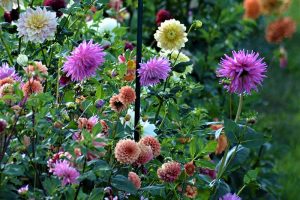 A close up horizontal image of a variety of dahlia flowers in a garden border pictured in light sunshine on a soft focus background.
