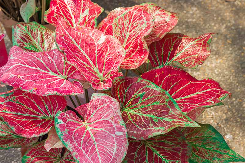 A close up horizontal image of the red and white foliage of a caladium plant growing in a pot, pictured in light sunshine on a soft focus background.