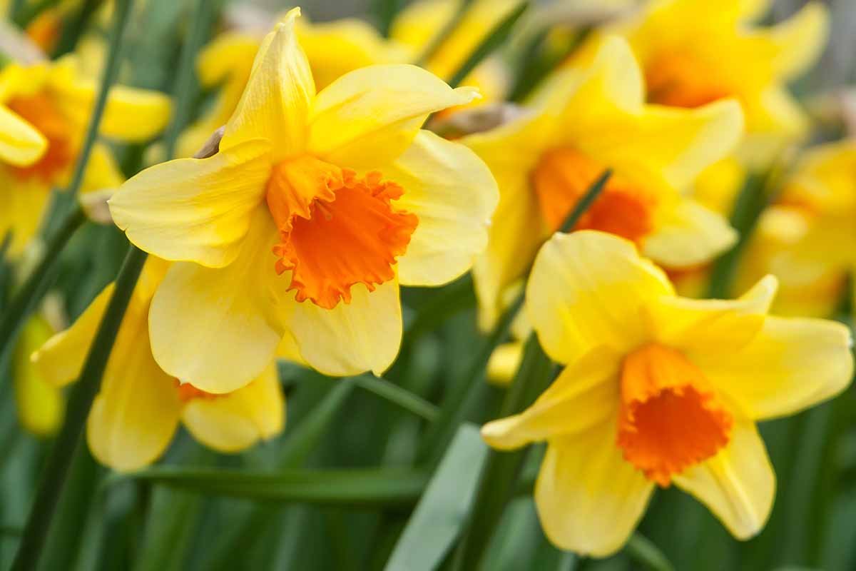 A close up horizontal image of yellow and orange daffodil flowers growing in the garden pictured on a soft focus background.